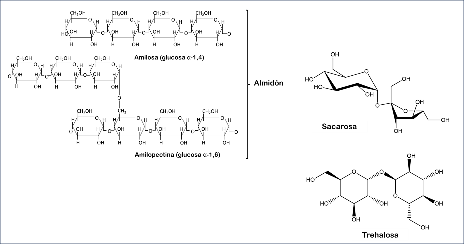 Estructura química de los azúcares más relevantes en una planta