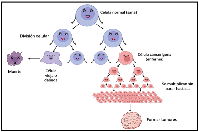 División celular de células sanas y cancerígenas