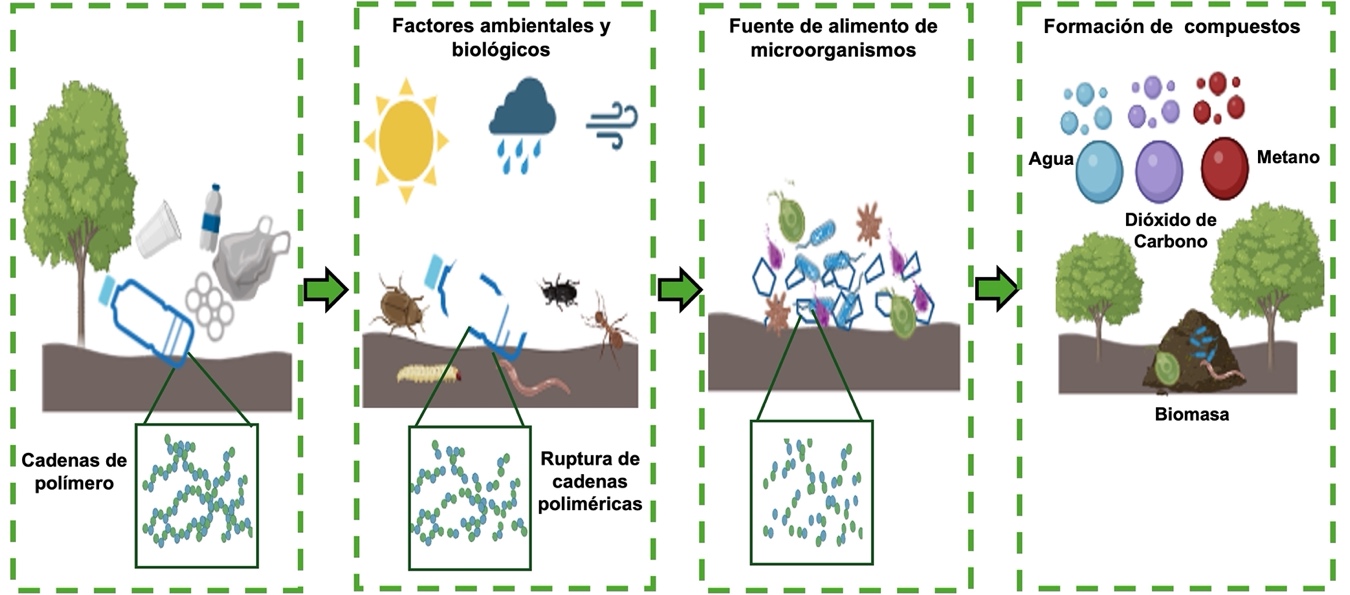 Representación esquemática del proceso de biodegradación.