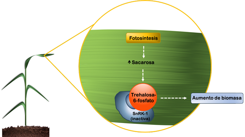 Función reguladora de la sacarosa y trehalosa-6-fosfato