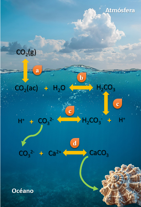 Reacciones presentes en el proceso de acidificación, más la precipitación de carbonato de calcio