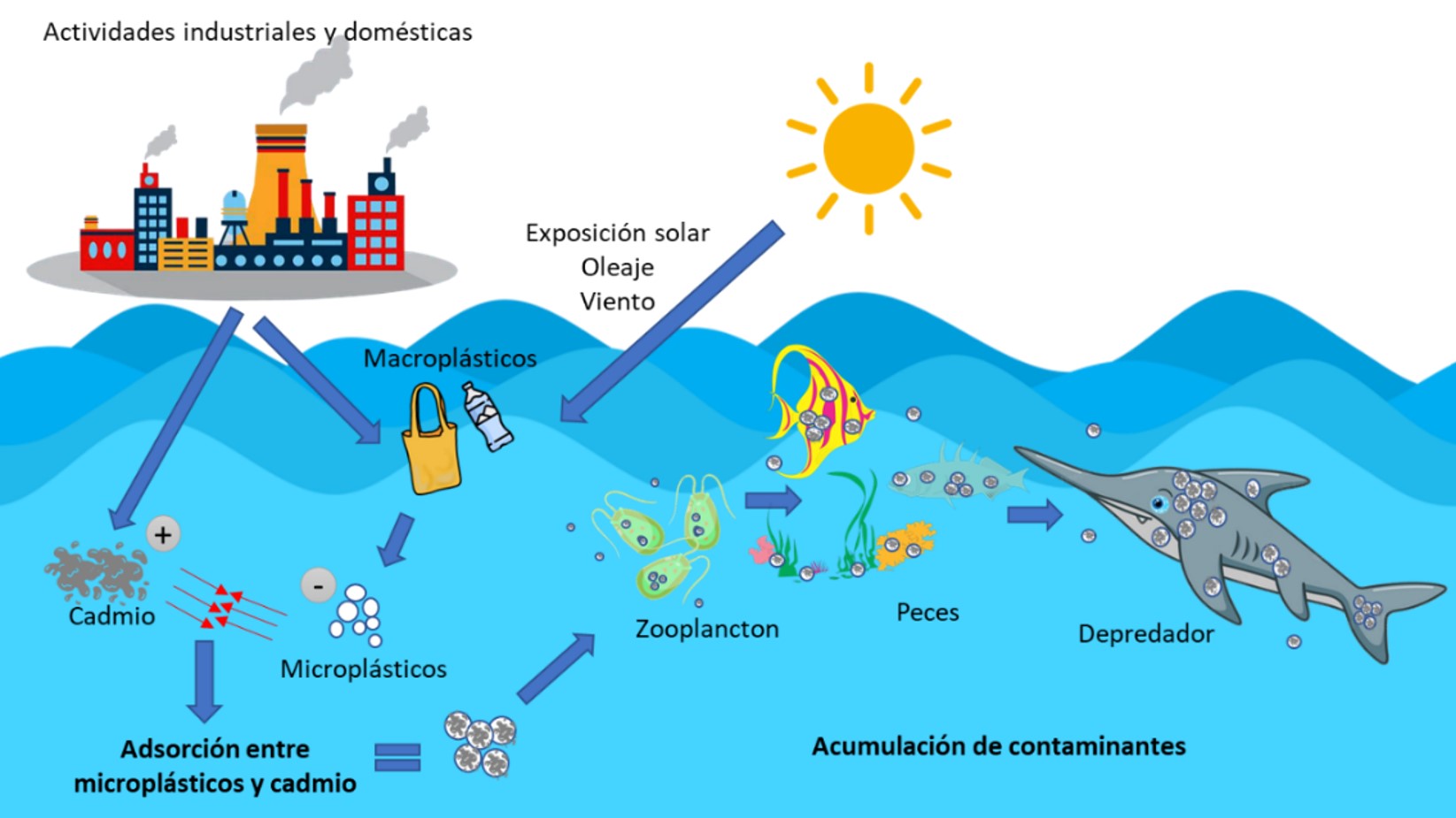 Diagrama del proceso de adsorción y acumulación entre microplásticos