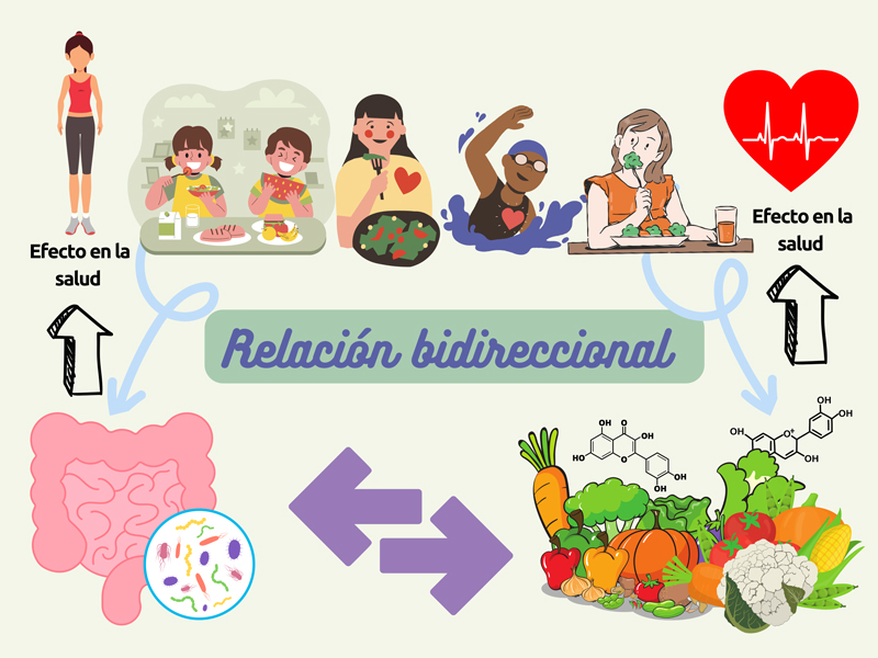 Relación bidireccional entre la microbiota y los compuestos bioactivos de la dieta