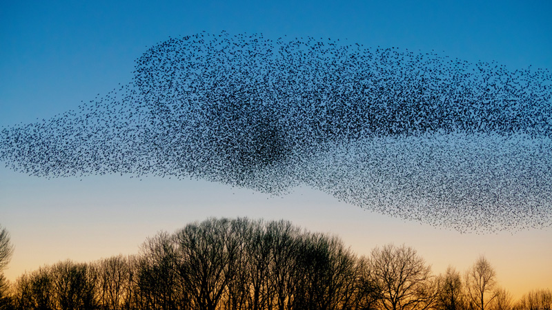 Imagen de una parvada de aves en vuelo