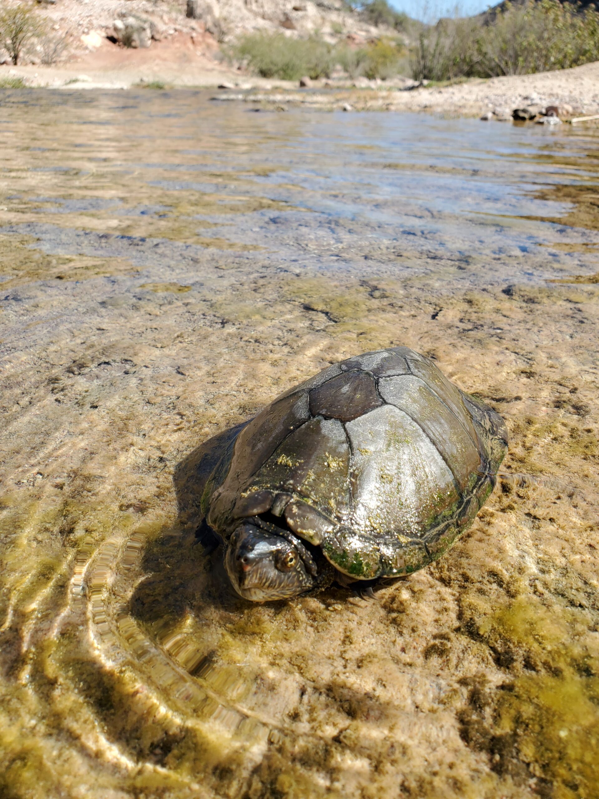 Tortuga casquito en su hábitat natural