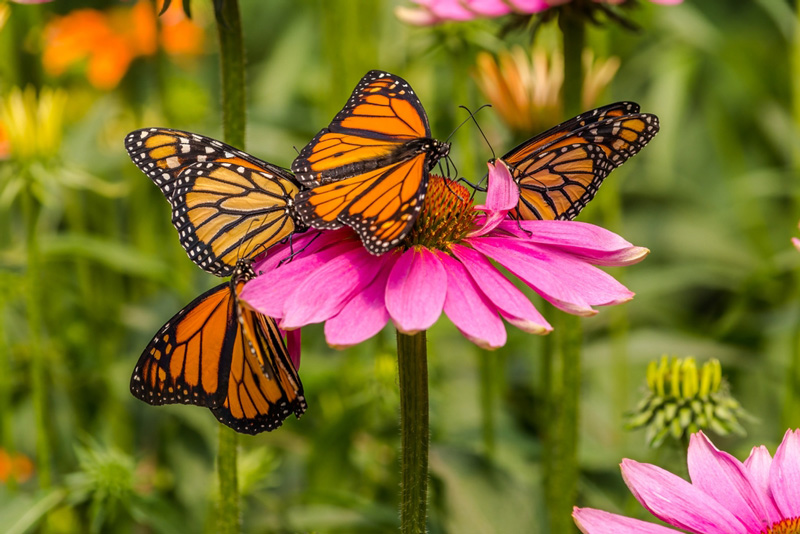 Comportamiento natural de las mariposas