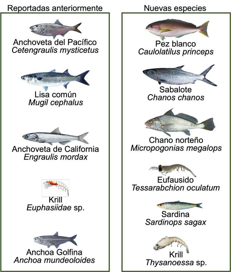 Principales especies consumidas por la totoaba