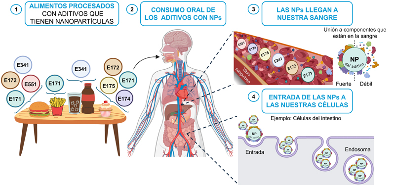 Recorrido de las nanopartículas desde tu comida hasta tus células