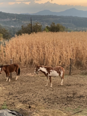 Los animales pastan en la parcela de cultivo, alimentándose de residuos y enriqueciendo el suelo con sus desechos.