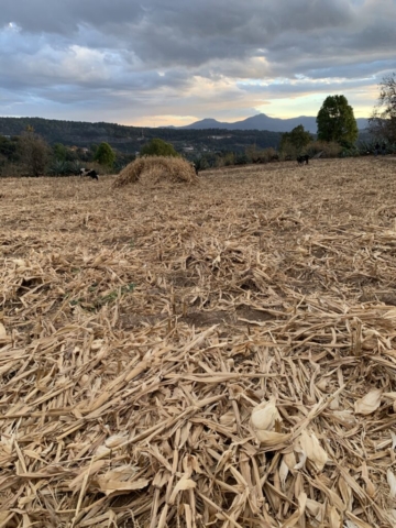 Residuos sobre el terreno para alimentar a los animales o para incorporarse al suelo.