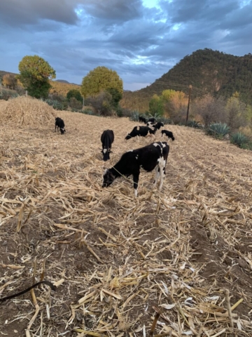 Los animales pastan en la parcela de cultivo, alimentándose de residuos y enriqueciendo el suelo con sus desechos.