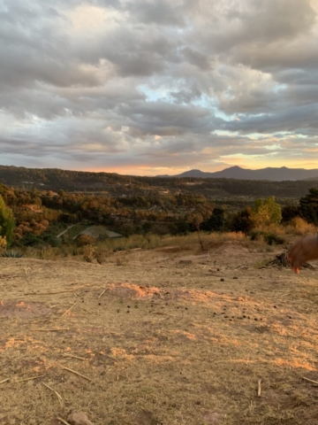 Campo de maíz cosechado con residuos o esquilmos de maíz.