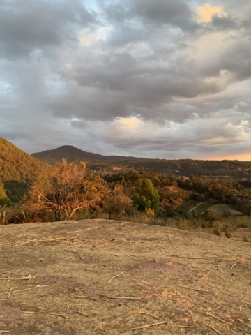 Campo de maíz cosechado con residuos o esquilmos de maíz.