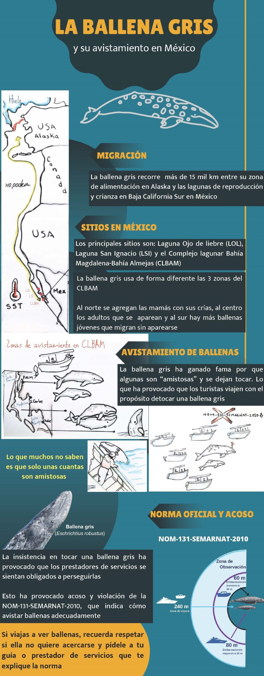 Infografia de la ballena gris y su avistamiento